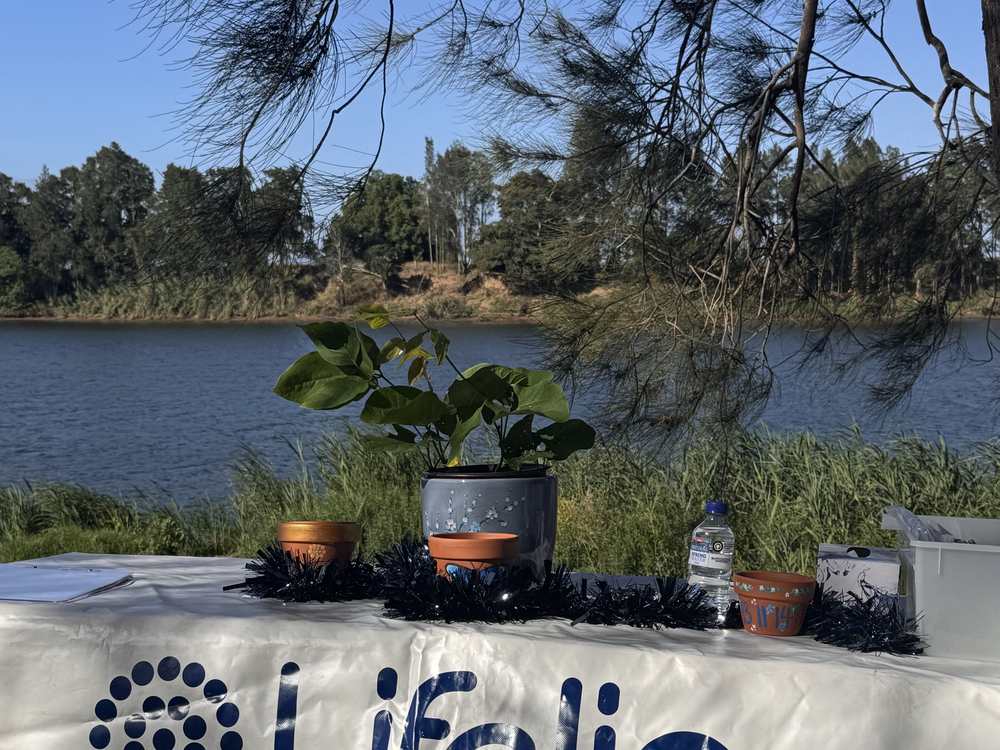 A Lifeline table under the she-oaks at Tall Ships Reserve, Tinonee, looking out over the river